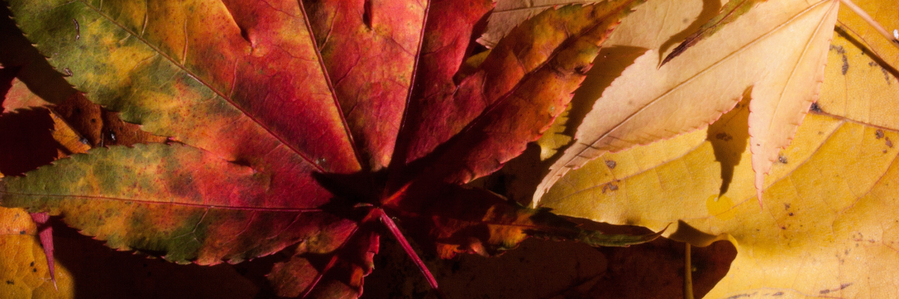 Fall Is (Almost) In The Air!